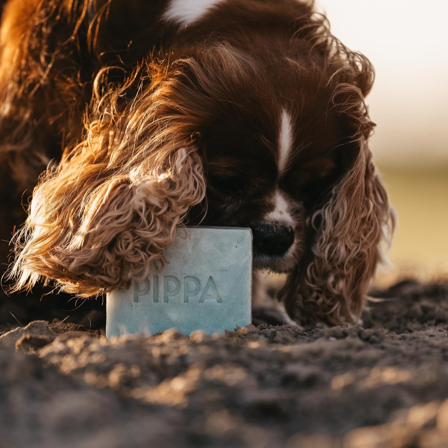 PIPPA Shampoo Bar Aloë Vera & Avocado - Cura-Nutritio | Diervoeding & Meststoffen & Bakmixen