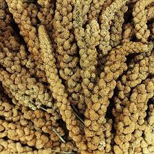 Chinese Gele Trosgierst - Cura-Nutritio | Diervoeding & Meststoffen & Bakmixen