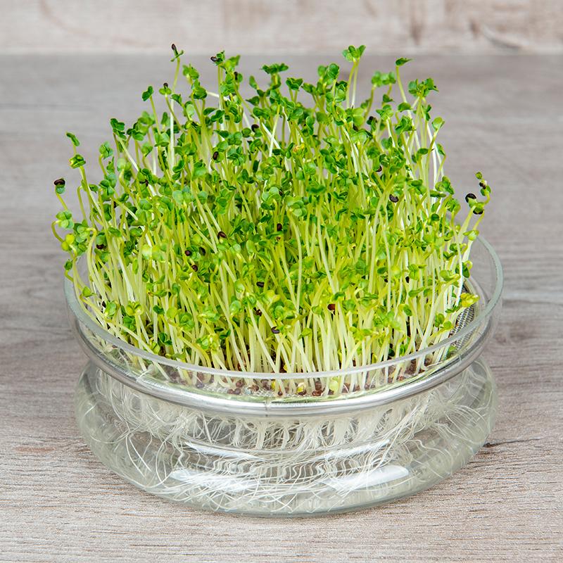 Kiemgroente | Broccolikers