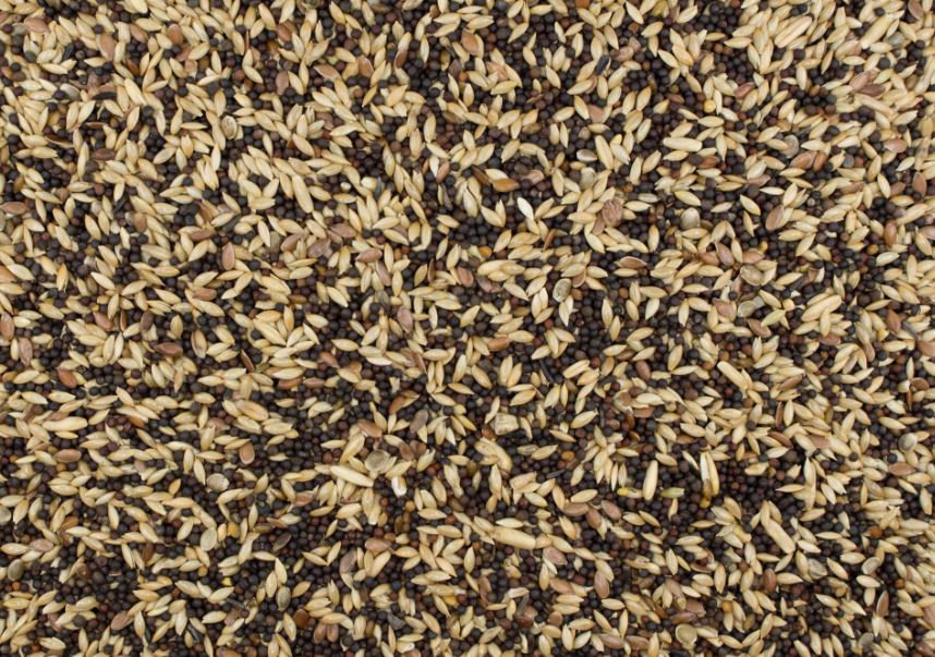 Kanarie Zangzaad met Hennep- en Negerzaad - Cura-Nutritio | Diervoeding & Meststoffen & Bakmixen