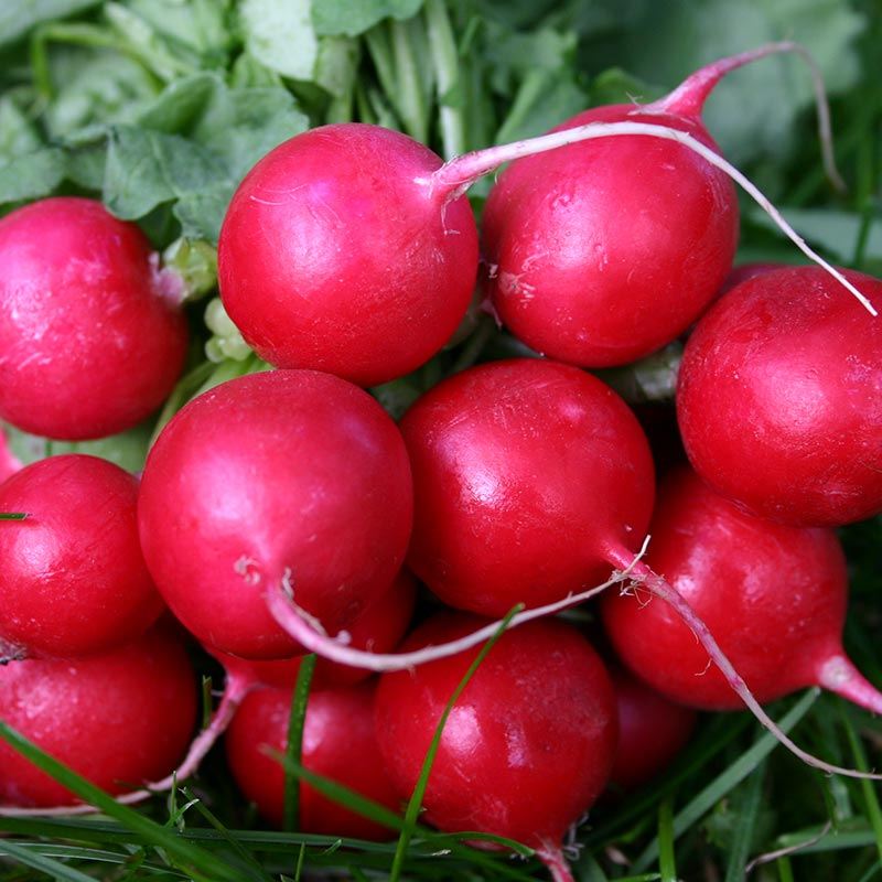 Radijs 'Cherry Belle' - Cura-Nutritio | Diervoeding & Meststoffen & Bakmixen