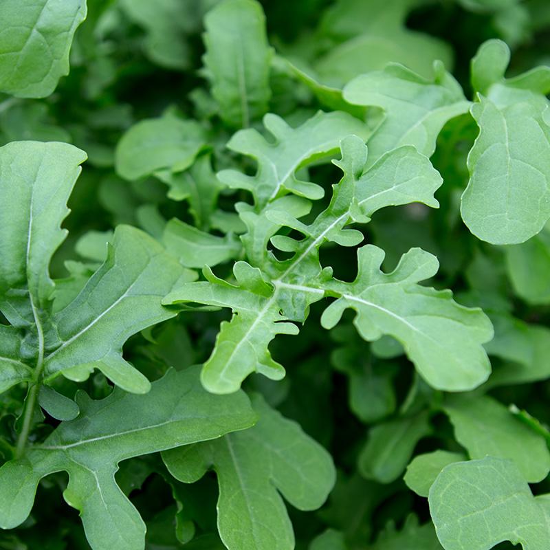 Rucola 'Esmee' - Cura-Nutritio | Diervoeding & Meststoffen & Bakmixen
