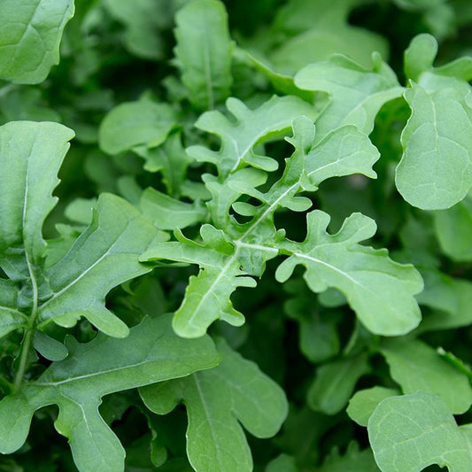Rucola 'Esmee' - Cura-Nutritio | Diervoeding & Meststoffen & Bakmixen