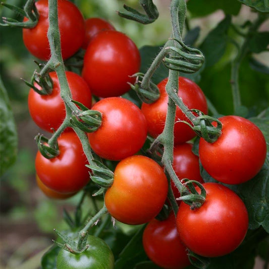 Cherrytomaat 'Zuckertraube - Cura-Nutritio | Diervoeding & Meststoffen & Bakmixen