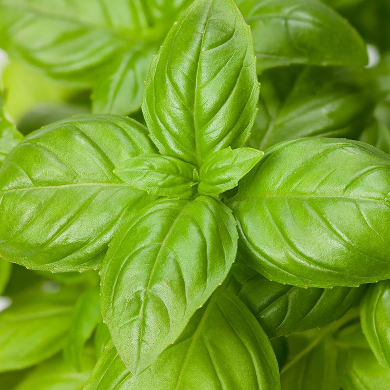 Basilicum 'Genovese' - Cura-Nutritio | Diervoeding & Meststoffen & Bakmixen