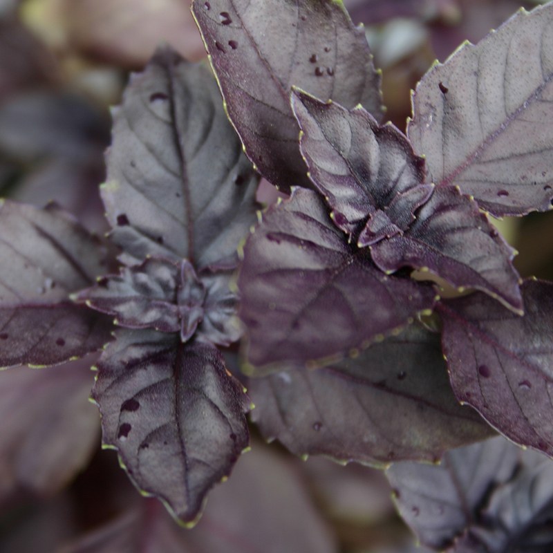 Basilicum 'Dark Opal' - Cura-Nutritio | Diervoeding & Meststoffen & Bakmixen