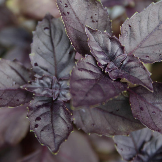 Basilicum 'Dark Opal' - Cura-Nutritio | Diervoeding & Meststoffen & Bakmixen
