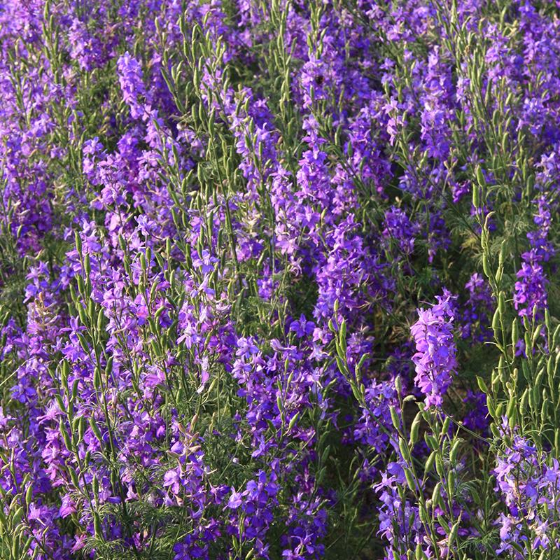 Tuin Ridderspoor - Cura-Nutritio | Diervoeding & Meststoffen & Bakmixen