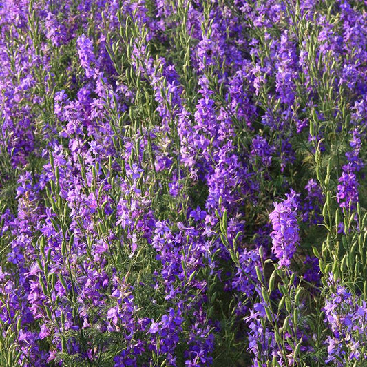 Tuin Ridderspoor - Cura-Nutritio | Diervoeding & Meststoffen & Bakmixen
