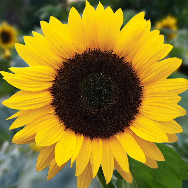 Zonnebloem - grootbloemig - Cura-Nutritio | Diervoeding & Meststoffen & Bakmixen