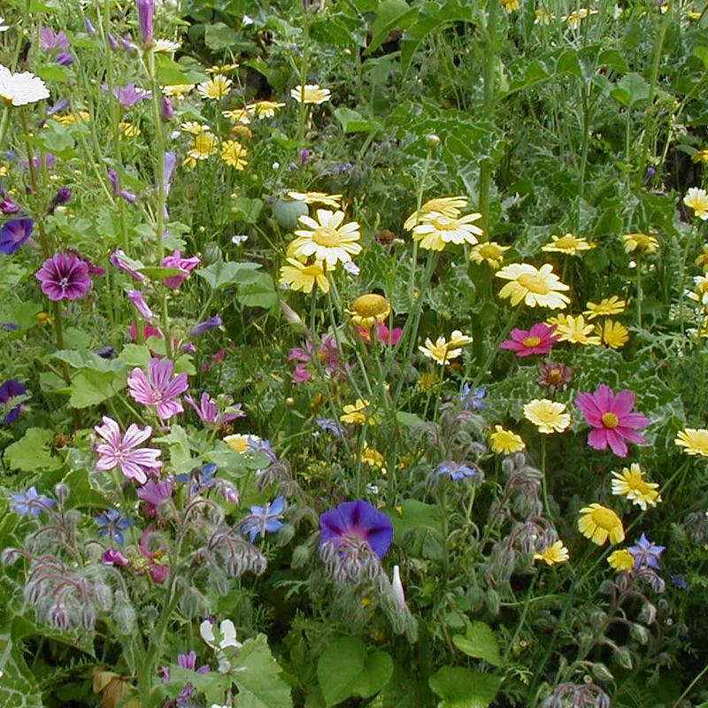 Bloemenmengsel - hoog - Cura-Nutritio | Diervoeding & Meststoffen & Bakmixen