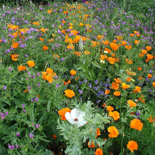 Bloemenmengsel - middel hoog - Cura-Nutritio | Diervoeding & Meststoffen & Bakmixen