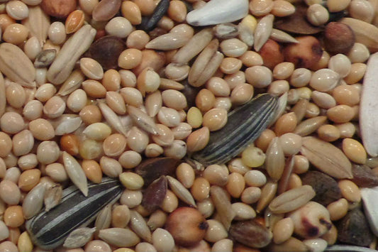 Large parakeet mixture with sunflower seeds