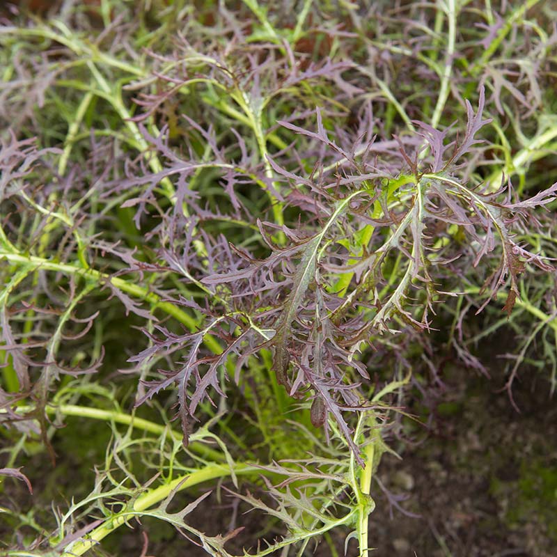 Bladmosterd 'Purple Frills' - Cura-Nutritio | Diervoeding & Meststoffen & Bakmixen