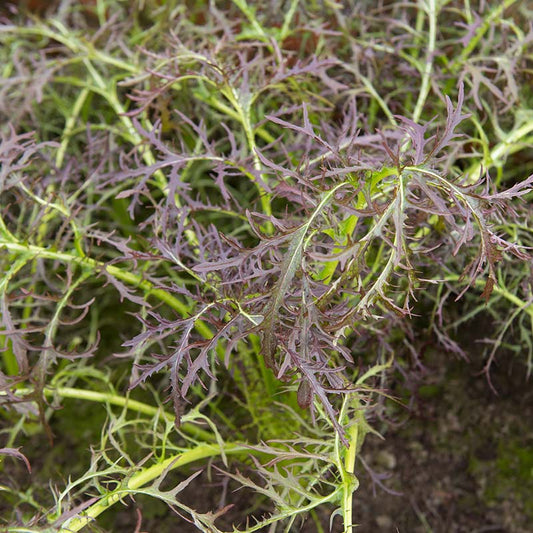 Bladmosterd 'Purple Frills' - Cura-Nutritio | Diervoeding & Meststoffen & Bakmixen