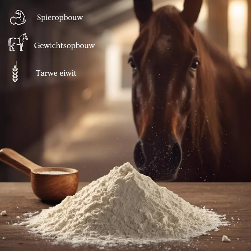Horsefood | HWP protein wheat protein (powder)