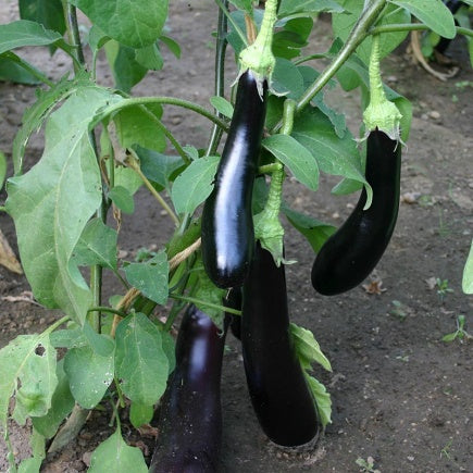 Aubergine 'Violetta Lungo 3' - Cura-Nutritio | Diervoeding & Meststoffen & Bakmixen