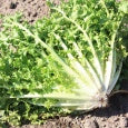 Krulandijvie 'Wallonne' - Cura-Nutritio | Diervoeding & Meststoffen & Bakmixen