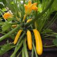 Courgette 'Ola Gabriella F1' - Cura-Nutritio | Diervoeding & Meststoffen & Bakmixen