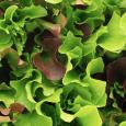 Mesclun 'Puur Sla' - Cura-Nutritio | Diervoeding & Meststoffen & Bakmixen