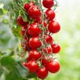 Cherrytomaat 'BOL-T-5202 F1' - Cura-Nutritio | Diervoeding & Meststoffen & Bakmixen